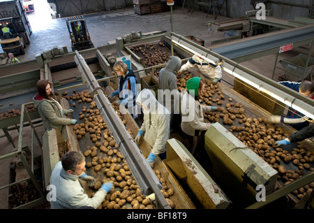 I lavoratori migranti ordina patate su una fattoria in Lincolnshire, Regno Unito Foto Stock