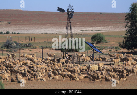 Outback australiano, pecore ranch, energia solare ed eolica e trogolo di acqua Foto Stock