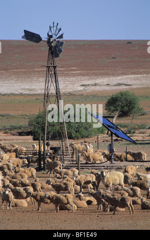 Outback australiano, pecore ranch, energia solare ed eolica e trogolo di acqua Foto Stock