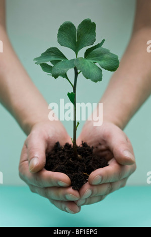 Mani cullano un piccolo estratto di ginkgo alberello Foto Stock