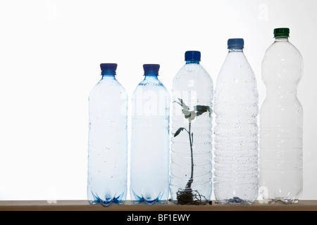 Una fila di plastica le bottiglie di acqua con una piantina in uno di bottiglie Foto Stock