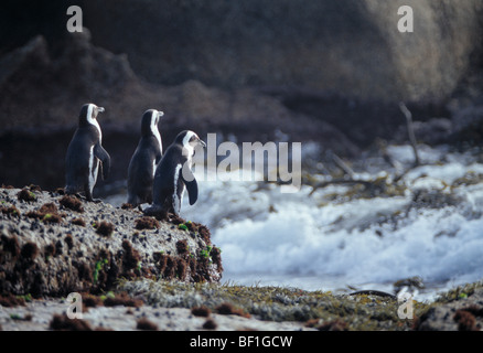 Pinguino africano, nero-footed penguin, jackass penguin, Spheniscus demersus Foto Stock