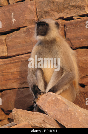 Hanuman langur, langur comune, grigio , langur Presbytis entellus, Foto Stock