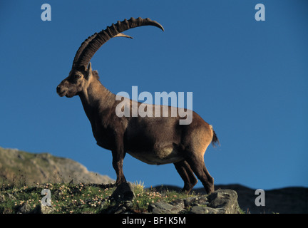 Alpine Ibex, , Capra ibex, Foto Stock