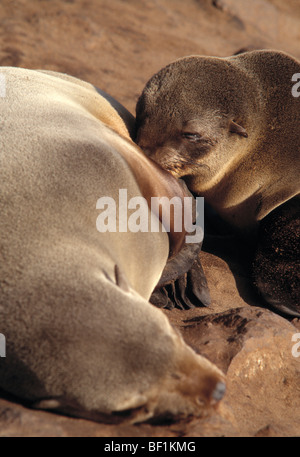 Capo pelliccia sigillo, , Arctocephalus pusillus pusillus, Foto Stock