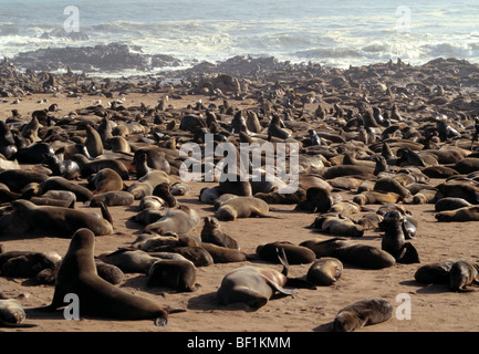 Capo pelliccia sigillo, , Arctocephalus pusillus pusillus, Foto Stock