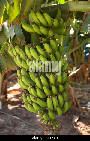 Grappolo di banane che cresce su una piantagione di banane Foto Stock