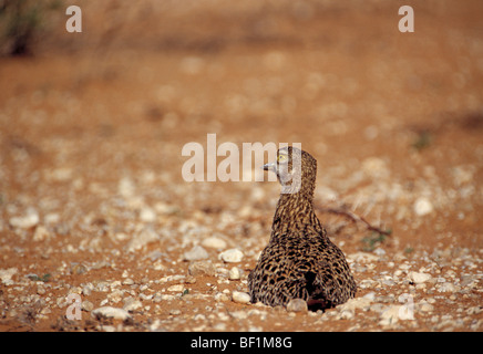 Avvistato thick-ginocchio, spotted dikkop, spessore del capo-ginocchio, burhinus capensis, Foto Stock