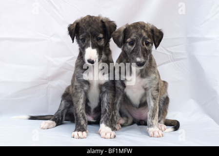 Due cuccioli di cane. Foto Stock