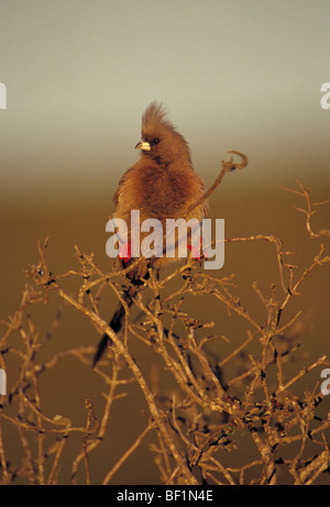 White-backed mousebird, , colius colius, Foto Stock