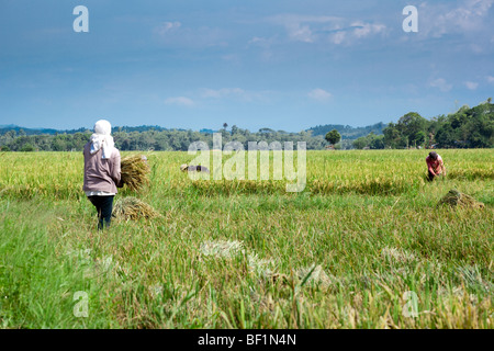 Lavoratori filippini la mietitura del riso. Iloilo philippines Foto Stock