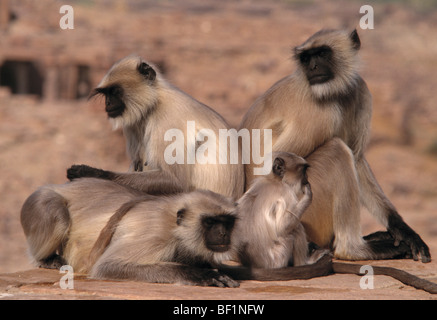 Hanuman langur, langur comune, grigio , langur Presbytis entellus, Foto Stock