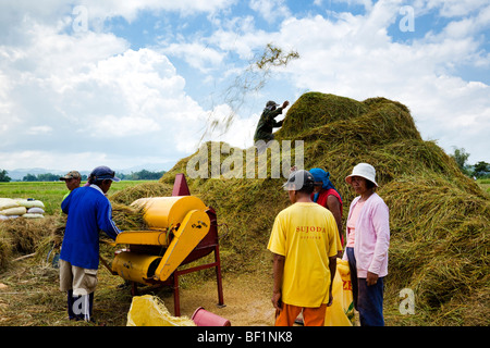 Lavoratori filippini la trebbiatura del riso usando un riso meccanico apparato trebbiante. Iloilo philippines Foto Stock