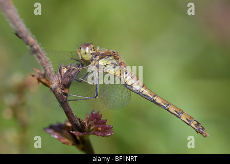 Ruddy femmina Darter dragonfly Sympetrum sanguineum Foto Stock