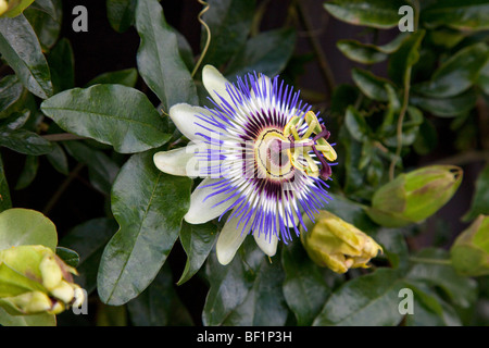 Il Blu fiore della passione (Passiflora coerulea) fiore della passione o la passione della vigna Foto Stock