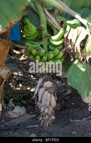 Grappolo di banane e fiore morto sulla piantagione di banane Foto Stock