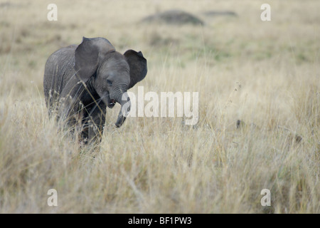 Baby Elefante africano Loxodonta africana, effettuare simulazioni di carica. Foto Stock