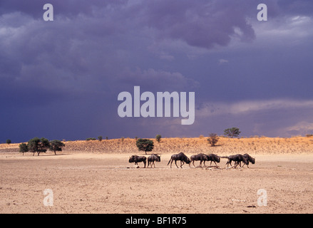 Blue GNU, connochaetes taurinus Foto Stock