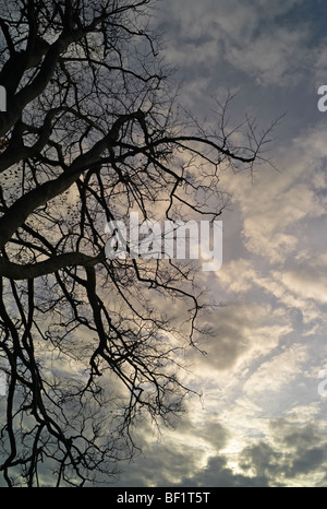 Una passeggiata serale Round Wildmoor Heath Foto Stock