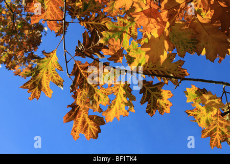 I colori autunnali a Bushy Park, il Royal Park vicino a Hampton Court, Middlesex, Inghilterra, Regno Unito. Foto Stock