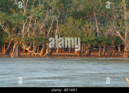 La Malesia, Borneo sarawak, Bako National Park, mangrovie, , Foto Stock