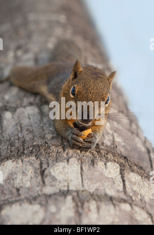 Lo scoiattolo capovolto appeso sulla corteccia di albero dai suoi piedi, alimentazione, Bali, Indonesia. (Eventualmente pallido scoiattolo gigante (Ratufa affinis) Foto Stock