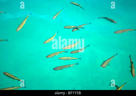 Pesce in acqua di Plitwitz Lakes National Park, Dalmazia Settentrionale, Croazia Foto Stock