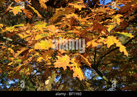 I colori autunnali di foglie di quercia in Bushy Park, il Royal Park vicino a Hampton Court, Middlesex, Inghilterra, Regno Unito. Foto Stock