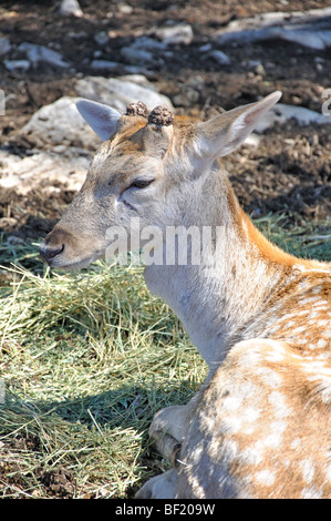 Formosan Sika cervo (Cervus nippon taiouanus) Foto Stock