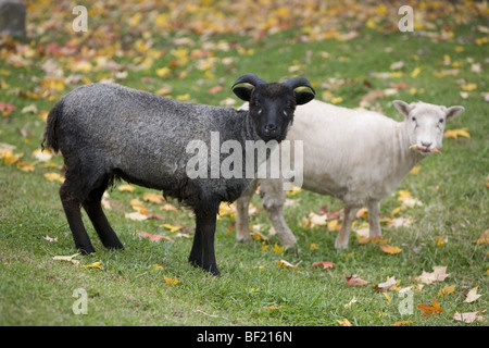 Icelandic Sheep (da un parco pubblico agricola dimostrativa) Foto Stock