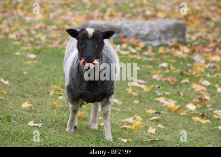 Icelandic Sheep (da un parco pubblico agricola dimostrativa) Foto Stock