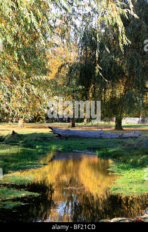 I colori autunnali a Bushy Park, il Royal Park vicino a Hampton Court, Middlesex, Inghilterra, Regno Unito. Foto Stock