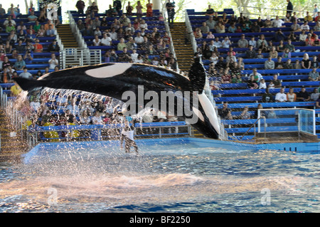 Killer Whale - San Antonio (Texas) SeaWorld, il più grande dei tre parchi SeaWorld Foto Stock