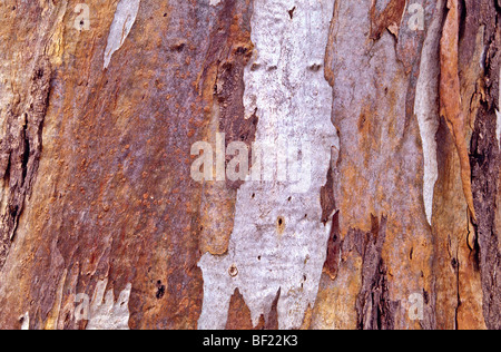 Corteccia di albero dettaglio, Australia Foto Stock