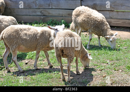Pecora mangia erba Foto Stock