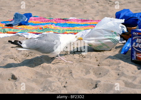 Seagull rubare cibo sulla spiaggia Foto Stock
