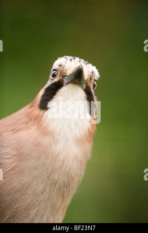 Jay (Garrulus glandarius). Che mostra la posizione degli occhi permettendo "' binoculare o visione stereoscopica. Foto Stock