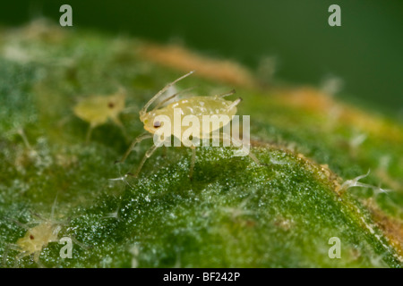 Agricoltura - Pesca verde afide ninfe (Myzus persicae) su una foglia, vista laterale / California, Stati Uniti d'America. Foto Stock