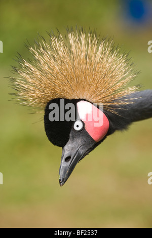 West African o nero o nero a collo Crowned Crane (Balearica pavonina). Testa. Ritratto. Foto Stock