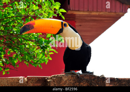 Trasduttore Toco toucan, Ramphastos toco, Bonito, Mato Grosso do Sul, Brasile Foto Stock