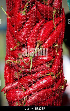 Chiusura del Capsicum annuum o peperoncino aria di essiccazione per rendere paprika ungherese - Kalocsa Ungheria Foto Stock