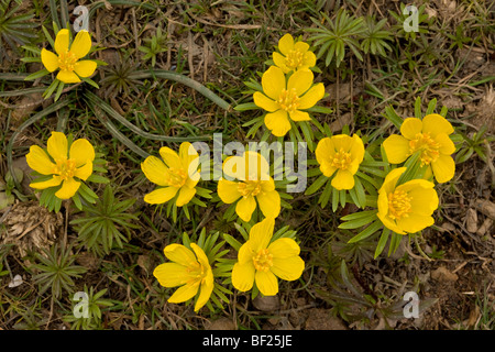 Aconitum inverno Eranthis hyemalis, in a fiore grande forma nota come Eranthis cilicicus, sui monti Taurus, Turchia Foto Stock