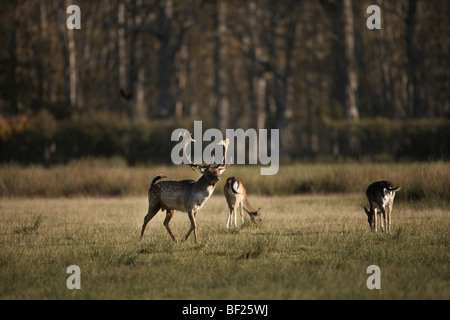 Daini buck, Dama Dama nuova foresta, England, Regno Unito Foto Stock