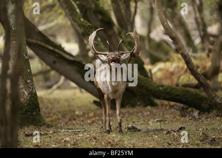 Daini buck, Dama Dama chiamando e muggito durante il solco nella nuova foresta, England, Regno Unito Foto Stock