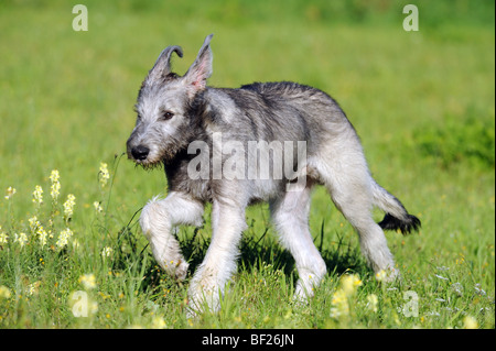 Irish Wolfhound (Canis lupus familiaris), cucciolo correndo sopra il prato fiorito. Foto Stock