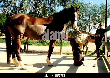 Un maniscalco, o fabbro, ferratura di un cavallo in una stalla privata Foto Stock