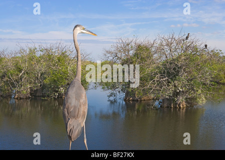 Airone blu in piedi in una palude a Anhinga Trail, Everglades, Florida, Stati Uniti d'America Foto Stock