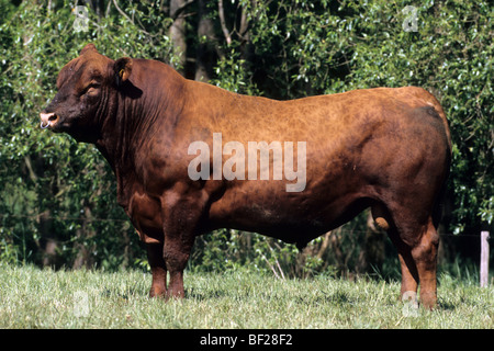 Gli animali domestici della specie bovina (Bos primigenius e Bos taurus), razza: Limousin, bull su un prato. Foto Stock