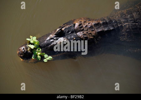 Pantanal caimani, crocodilus Caimano yacare, San Francisco Ranch, Miranda, Mato Grosso do Sul, Brasile Foto Stock