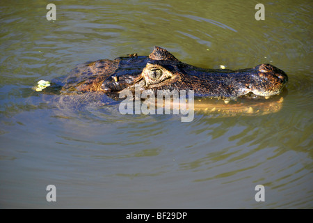 Caimano Pantanal, crocodilus Caimano yacare, San Francisco Ranch, Miranda, Mato Grosso do Sul, Brasile Foto Stock